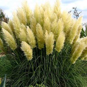 Кортадерiя Cortaderia Pumila